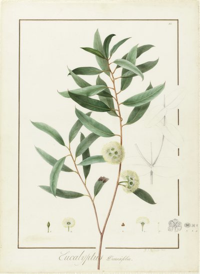 Eucalyptus Diversifolia, 1811 da Pierre Joseph Redouté
